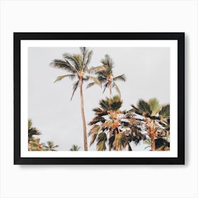 Windy Palms Art Print