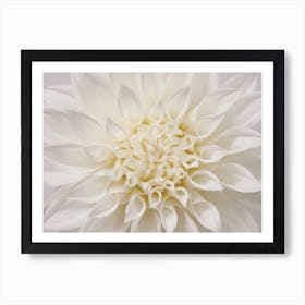 White Dahlia Flower Art Print