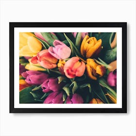 Warm Purple And Pink Tulips Art Print