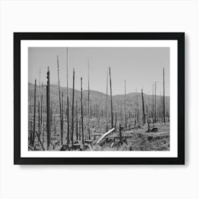 Cut Over Burned Over Forest Land, Clatsop County, Oregon By Russell Lee 1 Art Print