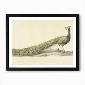 Vintage Peacock Art Print