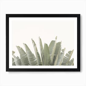 Green Palm Leaves Art Print