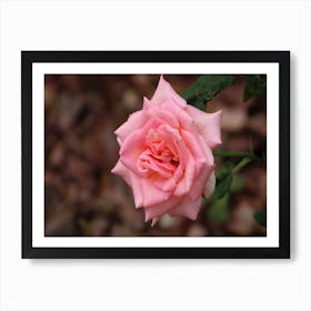 Pink Rose 1 Art Print