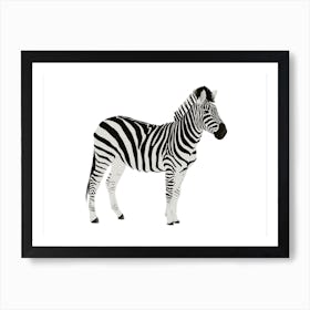 Zebra illustration Art Print