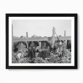 Cows Feeding At Dairy In Tom Green County, Texas By Russell Lee Art Print