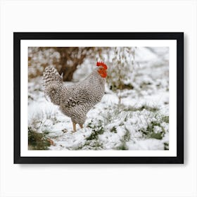 Chicken In The Snow Poster