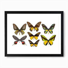 Collection Of Yellow Butterflies Art Print