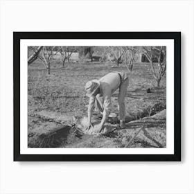 Farmer Banking Irrigation Ditches With Sacks, Placer County, California, See Caption For 38438d By Russell Lee Art Print
