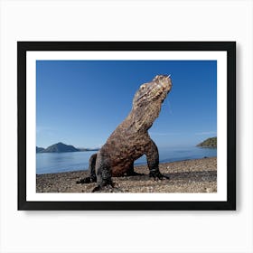 Komodo Lizard Art Print