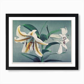 Japanese Lilies Art Print