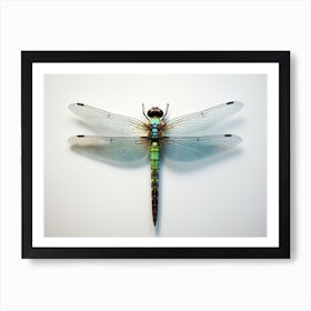 Dragonfly Common Green Darner Anax Juni Illustration 4 Art Print