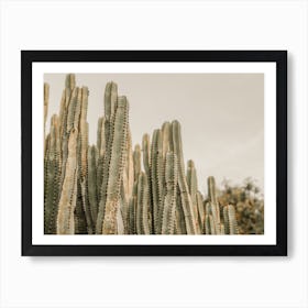 Warm Cactus Sunset Art Print