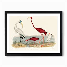 Wood Ibis And Scarlet Flamingo Art Print