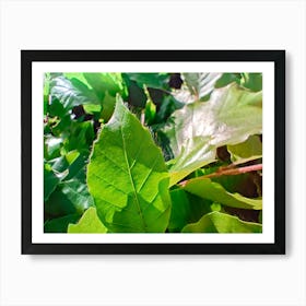 Leaf from a bush Art Print