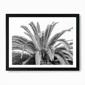 Black and white palmtree in Spain - nature and travel photography by Christa Stroo Photography Art Print