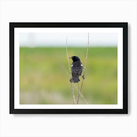 Back Of A Blackbird Perched In The Prairie Art Print