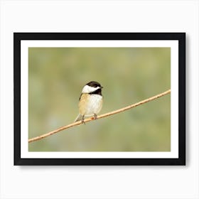 Chickadee Looking Right Art Print