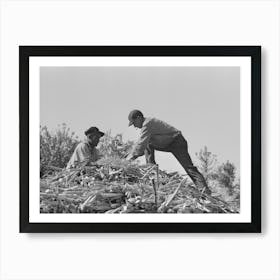 Untitled Photo, Possibly Related To Loading Sugar Cane Onto Truck By Means Of Large Scissors Grab Art Print