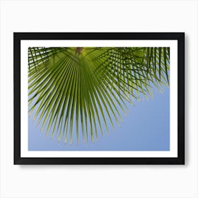 Palm leaves in front of a blue sky Art Print