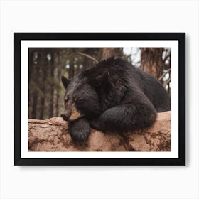 Sleeping Bear Art Print