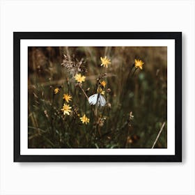 White Butterfly In The Countryside Colour Nature Photography Art Print