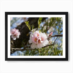 Soft pink almond blossoms in spring Art Print