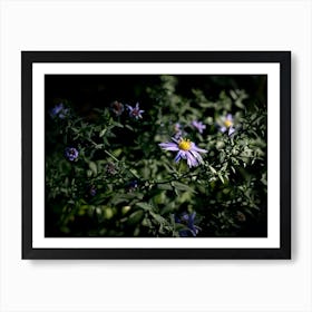 Purple Aster 1 Art Print