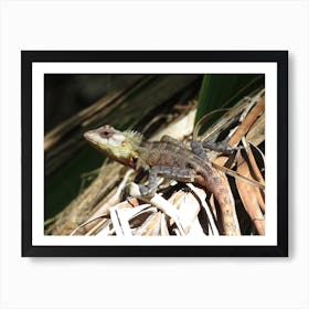 Tropical Lizard  on Tree Branch Maldives Art Print