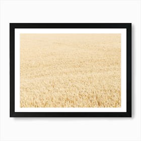 Barley field, Fife 11663 Affiche