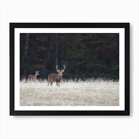 Whitetail Deer In Field Art Print