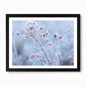 Frozen Rose Bush  Art Print