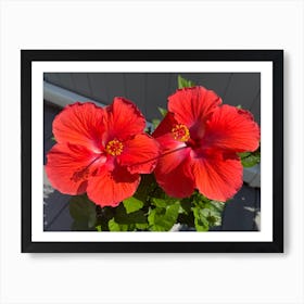 Hibiscus love Art Print