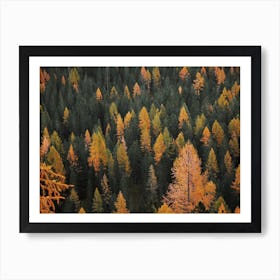 Trees Changing For Autumn Art Print