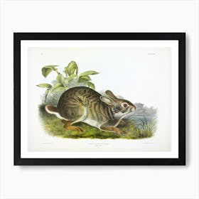 Swamp Hare, John James Audubon Art Print