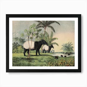 Vintage Kolb 1 Tafel 19 Tapir Indisch Art Print