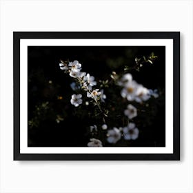 White Flowers In The Darkness Art Print