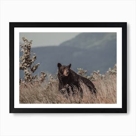 Mountain Black Bear Art Print