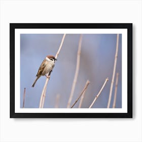 Eurasian Tree Sparrow Art Print