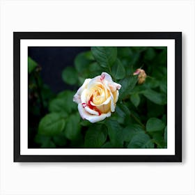 Rose In The Garden Art Print