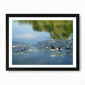 Water lilies and summer reflection in a pond Art Print