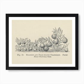 Vintage Illustration Of Bilberry And Cranberry, John Wright Art Print