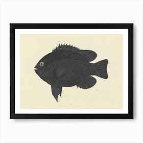 Unidentified Fish, Luigi Balugani (12) Art Print