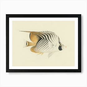 Unidentified Fish, Luigi Balugani (14) Art Print