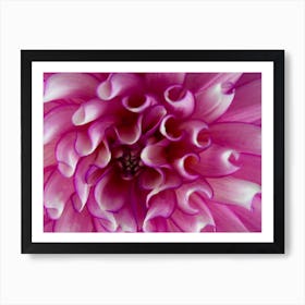 Dahlia Art Print