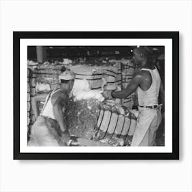Man Slashes Bale Of Cotton To Take Sample As It Passes Him On A Hand Truck, Cotton Compress, Houston Art Print