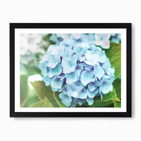 Blue Hydrangea Art Print