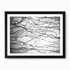 Wall Vines BW Art Print