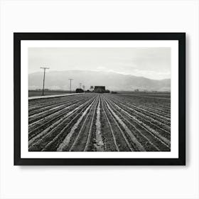 Young Lettuce, Salinas, California By Russell Lee Art Print