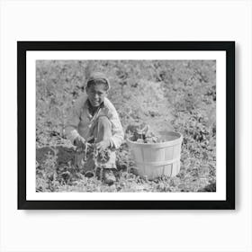 Untitled Photo, Possibly Related To Mexican Spinach Cutter Inspecting Spinach For Dead Leaves, La Pryor Art Print