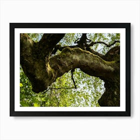 Old Tree Art Print